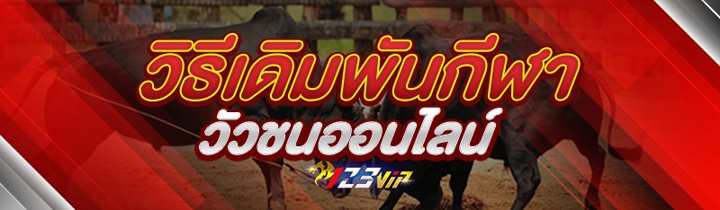 วิธีเดิมพันกีฬาวัวชนออนไลน์